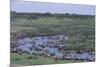 Zebras and Wildebeest at Water Hole-DLILLC-Mounted Photographic Print