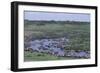 Zebras and Wildebeest at Water Hole-DLILLC-Framed Photographic Print