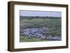 Zebras and Wildebeest at Water Hole-DLILLC-Framed Photographic Print