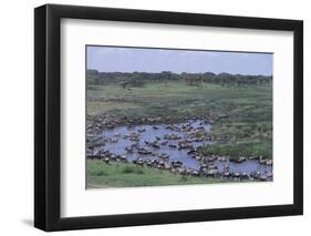 Zebras and Wildebeest at Water Hole-DLILLC-Framed Photographic Print