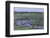 Zebras and Wildebeest at Water Hole-DLILLC-Framed Photographic Print