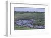 Zebras and Wildebeest at Water Hole-DLILLC-Framed Photographic Print