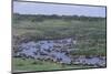 Zebras and Wildebeest at Water Hole-DLILLC-Mounted Photographic Print