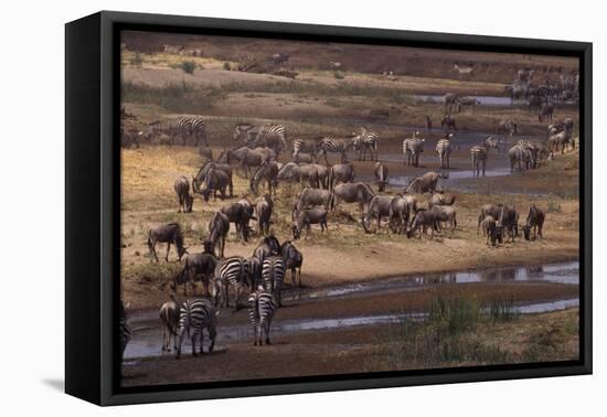 Zebras and Wildebeest Gathered near Water-DLILLC-Framed Stretched Canvas