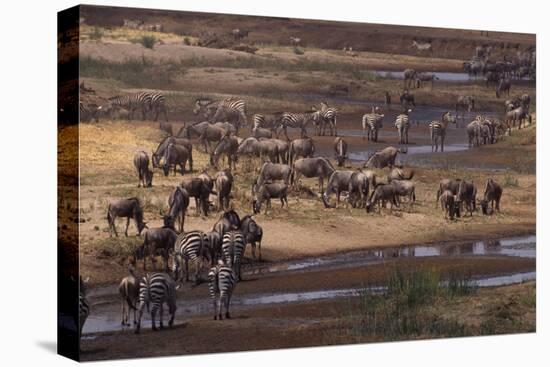 Zebras and Wildebeest Gathered near Water-DLILLC-Stretched Canvas