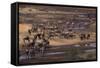 Zebras and Wildebeest Gathered near Water-DLILLC-Framed Stretched Canvas