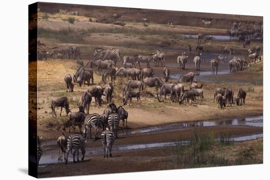 Zebras and Wildebeest Gathered near Water-DLILLC-Stretched Canvas