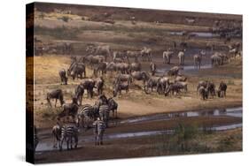 Zebras and Wildebeest Gathered near Water-DLILLC-Stretched Canvas