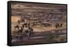 Zebras and Wildebeest Gathered near Water-DLILLC-Framed Stretched Canvas