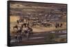 Zebras and Wildebeest Gathered near Water-DLILLC-Framed Stretched Canvas