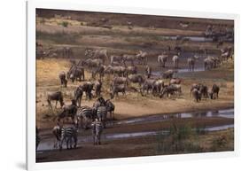 Zebras and Wildebeest Gathered near Water-DLILLC-Framed Photographic Print