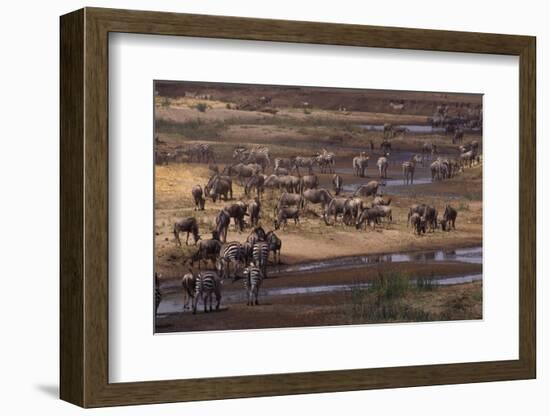 Zebras and Wildebeest Gathered near Water-DLILLC-Framed Photographic Print