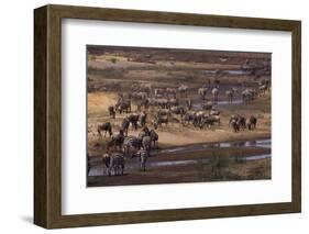 Zebras and Wildebeest Gathered near Water-DLILLC-Framed Photographic Print