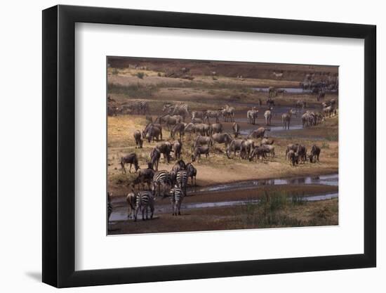 Zebras and Wildebeest Gathered near Water-DLILLC-Framed Photographic Print