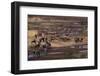 Zebras and Wildebeest Gathered near Water-DLILLC-Framed Photographic Print