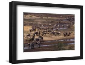 Zebras and Wildebeest Gathered near Water-DLILLC-Framed Photographic Print