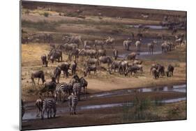 Zebras and Wildebeest Gathered near Water-DLILLC-Mounted Photographic Print