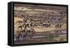 Zebras and Wildebeest Migrating-DLILLC-Framed Stretched Canvas