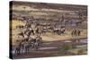 Zebras and Wildebeest Migrating-DLILLC-Stretched Canvas