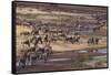 Zebras and Wildebeest Migrating-DLILLC-Framed Stretched Canvas
