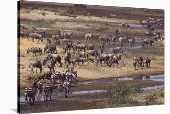 Zebras and Wildebeest Migrating-DLILLC-Stretched Canvas