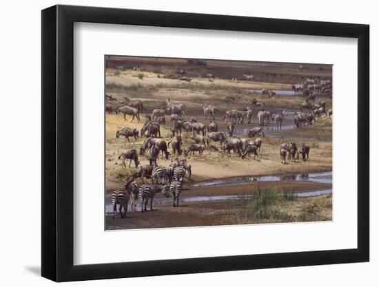 Zebras and Wildebeest Migrating-DLILLC-Framed Premium Photographic Print