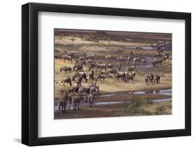 Zebras and Wildebeest Migrating-DLILLC-Framed Premium Photographic Print