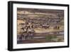 Zebras and Wildebeest Migrating-DLILLC-Framed Photographic Print