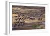 Zebras and Wildebeest Migrating-DLILLC-Framed Photographic Print