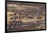 Zebras and Wildebeest Migrating-DLILLC-Framed Photographic Print