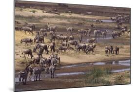 Zebras and Wildebeest Migrating-DLILLC-Mounted Photographic Print