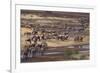 Zebras and Wildebeest Migrating-DLILLC-Framed Photographic Print