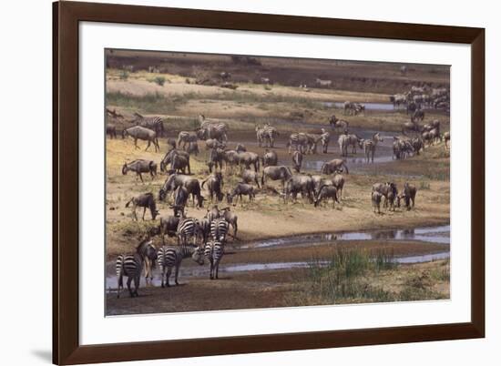 Zebras and Wildebeest Migrating-DLILLC-Framed Photographic Print