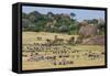 Zebras and Wildebeests (Connochaetes Taurinus) During Migration, Serengeti National Park, Tanzania-null-Framed Stretched Canvas