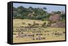 Zebras and Wildebeests (Connochaetes Taurinus) During Migration, Serengeti National Park, Tanzania-null-Framed Stretched Canvas