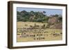 Zebras and Wildebeests (Connochaetes Taurinus) During Migration, Serengeti National Park, Tanzania-null-Framed Premium Photographic Print