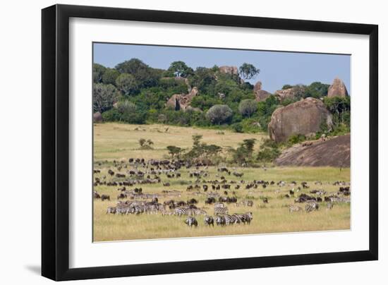 Zebras and Wildebeests (Connochaetes Taurinus) During Migration, Serengeti National Park, Tanzania-null-Framed Premium Photographic Print