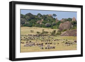 Zebras and Wildebeests (Connochaetes Taurinus) During Migration, Serengeti National Park, Tanzania-null-Framed Premium Photographic Print