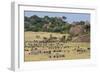 Zebras and Wildebeests (Connochaetes Taurinus) During Migration, Serengeti National Park, Tanzania-null-Framed Photographic Print