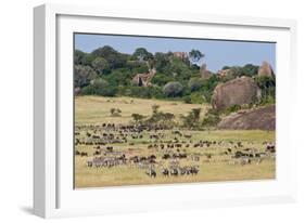 Zebras and Wildebeests (Connochaetes Taurinus) During Migration, Serengeti National Park, Tanzania-null-Framed Photographic Print