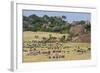 Zebras and Wildebeests (Connochaetes Taurinus) During Migration, Serengeti National Park, Tanzania-null-Framed Photographic Print