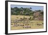 Zebras and Wildebeests (Connochaetes Taurinus) During Migration, Serengeti National Park, Tanzania-null-Framed Photographic Print