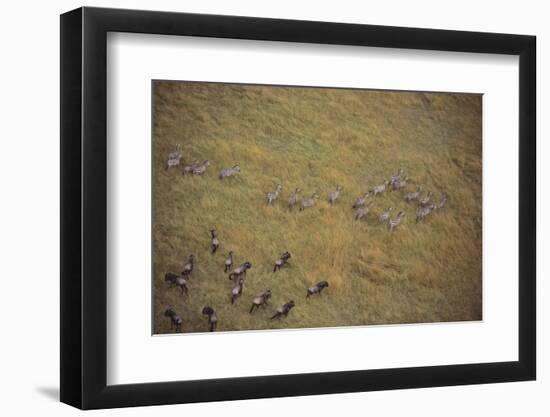 Zebras and Wildebeests-DLILLC-Framed Premium Photographic Print