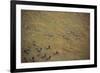 Zebras and Wildebeests-DLILLC-Framed Photographic Print