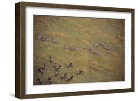 Zebras and Wildebeests-DLILLC-Framed Photographic Print