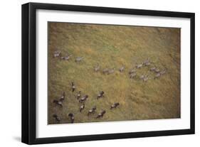 Zebras and Wildebeests-DLILLC-Framed Photographic Print