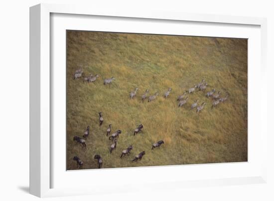 Zebras and Wildebeests-DLILLC-Framed Photographic Print