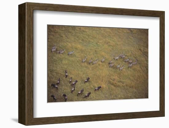 Zebras and Wildebeests-DLILLC-Framed Photographic Print