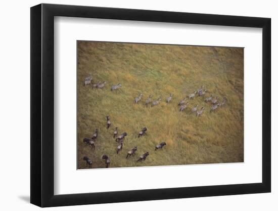 Zebras and Wildebeests-DLILLC-Framed Photographic Print