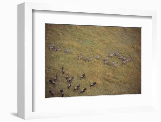 Zebras and Wildebeests-DLILLC-Framed Photographic Print